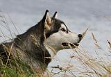 ALASKAN MALAMUTE 695